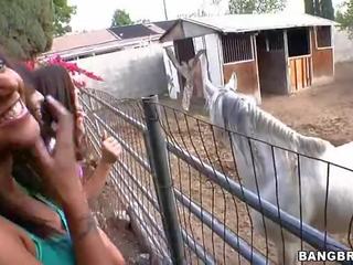 Gà con sự nịnh hót tại các ngựa trang trại chương trình